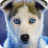 icon Siberian Husky Wallpaper 1.1