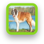 icon Saint Bernard Dog Wallpaper for Samsung Galaxy J2 DTV