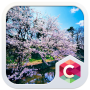 icon Cherry Blossoms CLauncher Them for Samsung Galaxy J2 DTV