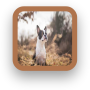 icon Boston Terrier Wallpapers for Samsung Galaxy Note 10 1