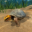 icon Box Turtle Simulator 1.0