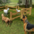 icon Sheep Shephered Dog Simulator 1.3