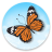 icon Indian Butterflies 6.1