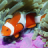 icon Underwater Jigsaw Puzzles 2.9.34