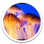 icon G3 Jelly Fish Live Wallpaper