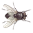 icon Fly 1.30