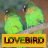 icon Master Kicau Lovebird 1.3