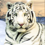 icon Wild White Tiger Jungle Hunt