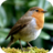 icon Bird Wallpapers 1.0