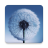 icon Dandelion 2.0.6