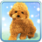icon Talking Teddy Dog 2.0