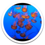 icon My Photo Wall Aquarium LWP for Doopro P2