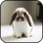 icon Rabbit Wallpapers 3.0