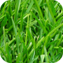 icon Grass Wallpapers