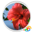 icon Real Red Flower Live Wallpaper 1.1.b64014