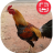 icon Gamecock Wallpapers 1.2