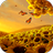 icon Sunflowers HD 12.0