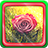 icon Roses 1.5