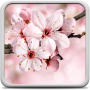 icon Cherry Blossom Live Wallpper