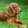 icon Photo Puzzle Game for Samsung Galaxy Note 10 1