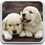 icon Puppies Live Wallpaper