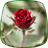 icon Roses Live Wallpaper 3.6