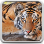 icon Tiger Live Wallpaper