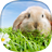 icon Rabbit Live Wallpaper 2.4