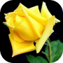 icon Roses Live Wallpapers For My Love, Flowers HD 4k for Samsung Galaxy J2 DTV