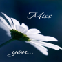 icon White Flower Live Wallpaper for Samsung Galaxy Tab 2 10.1 P5110