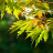 icon hd autumn wallpapers 6.00