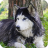 icon Siberian Husky Wallpaper 1.5