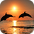 icon Amazing Dolphins HD 8.0