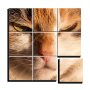 icon PuzzlesOfImages
