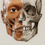 icon 3D Anatomy for the Artist for Samsung S5830 Galaxy Ace