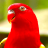 icon com.piedlove.wonderful.red.parrot.chatter 1.7.5