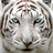 icon Big Cat Rescue 3.8.4