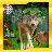 icon Wild Animal Jungle Hunting 1.1