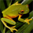 icon Frog Jigsaw Puzzles 2.9.38
