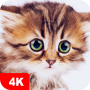 icon Cute Animal Wallpapers 4K