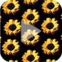 icon Sunflower Animated Wallpaper for Samsung S5830 Galaxy Ace