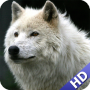 icon Wolf Pack 2 Wallpaper
