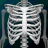 icon Human skeleton Anatomy 3.6