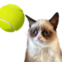 icon Tennis Cat