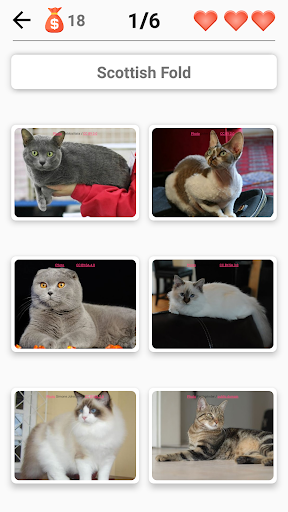 Cat Breeds Quiz - Game about C