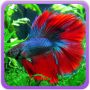 icon Betta Fish Wallpaper for LG Q6a