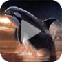 icon Orca Animated Wallpaper for Samsung Galaxy J2 DTV