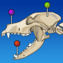 icon vet-Anatomy for Samsung Galaxy Grand Duos(GT-I9082)