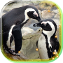 icon Pinguin live wallpaper