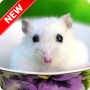 icon Hamster Wallpapers for Samsung S5830 Galaxy Ace